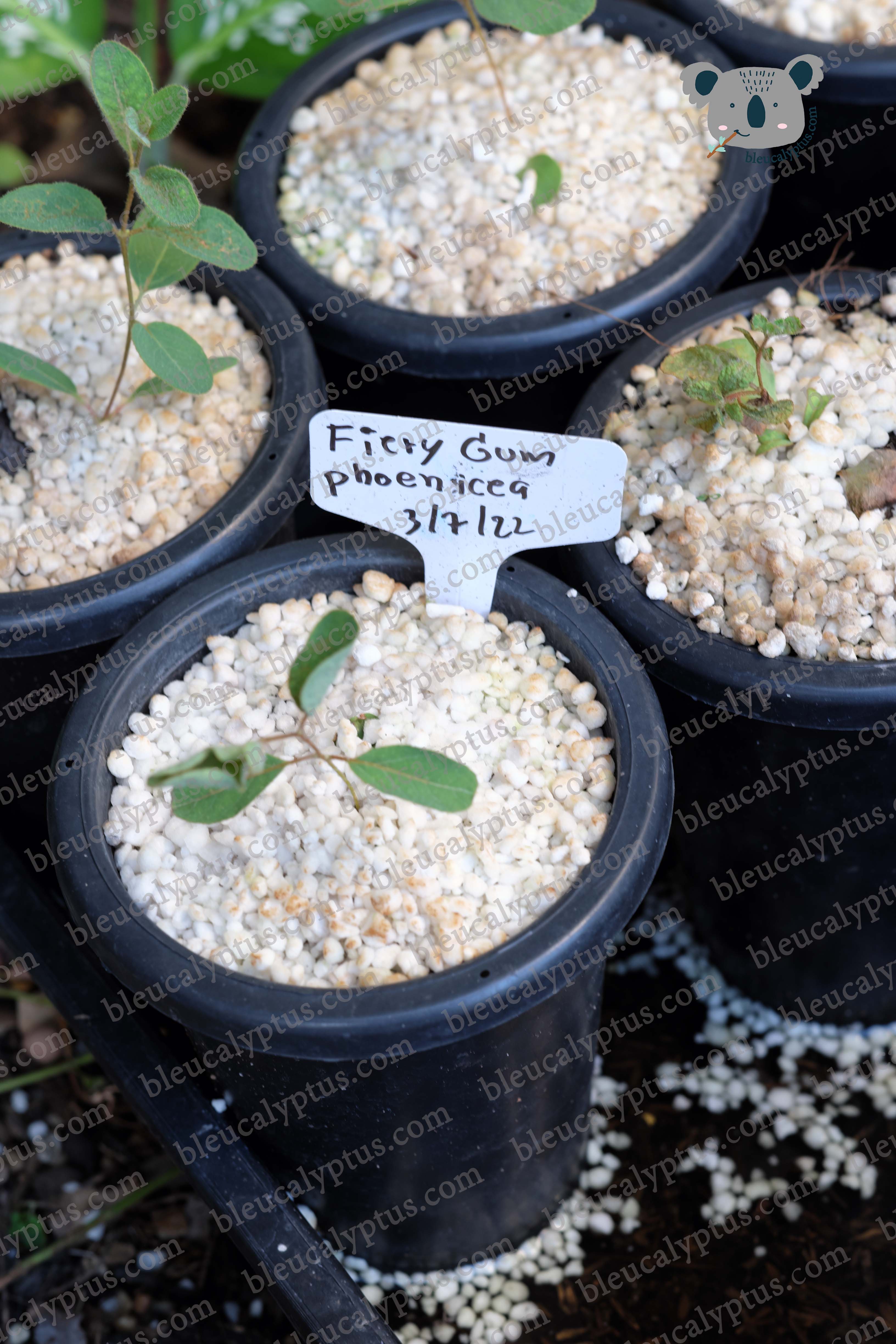 Fiery Gum, Phoenicea Eucalyptus