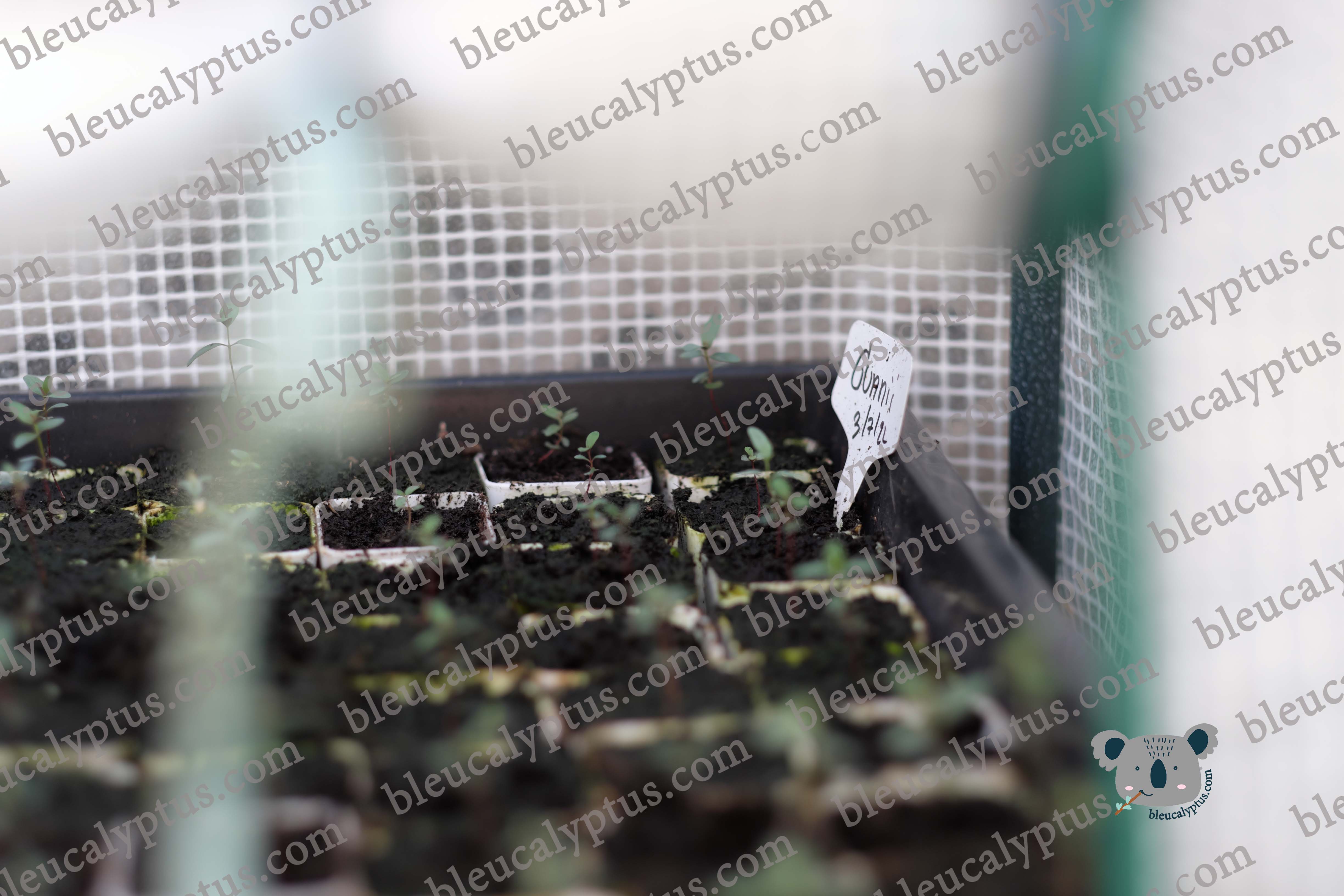 Gunni Eucalyptus Seedling