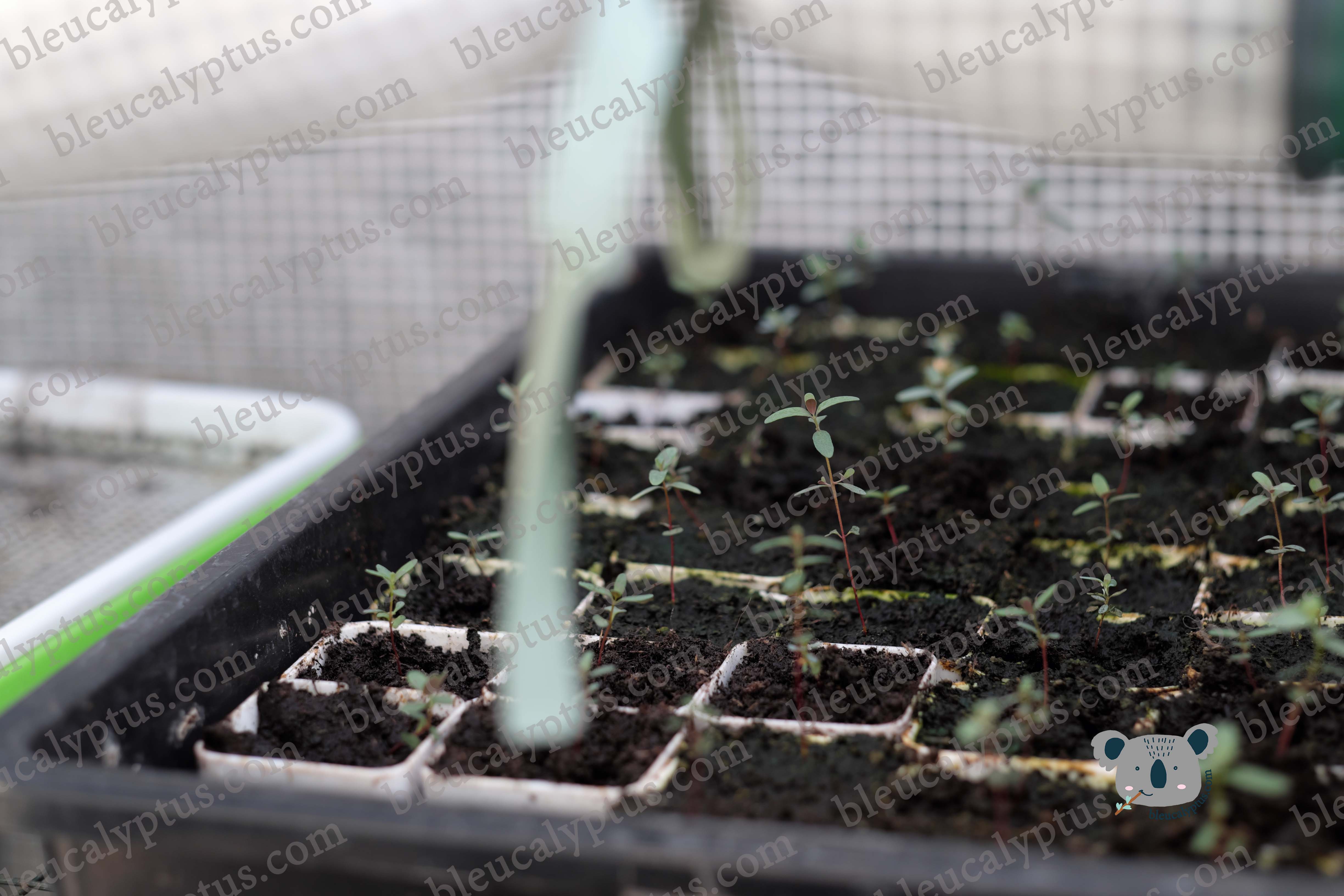 Gunni Eucalyptus Seedling