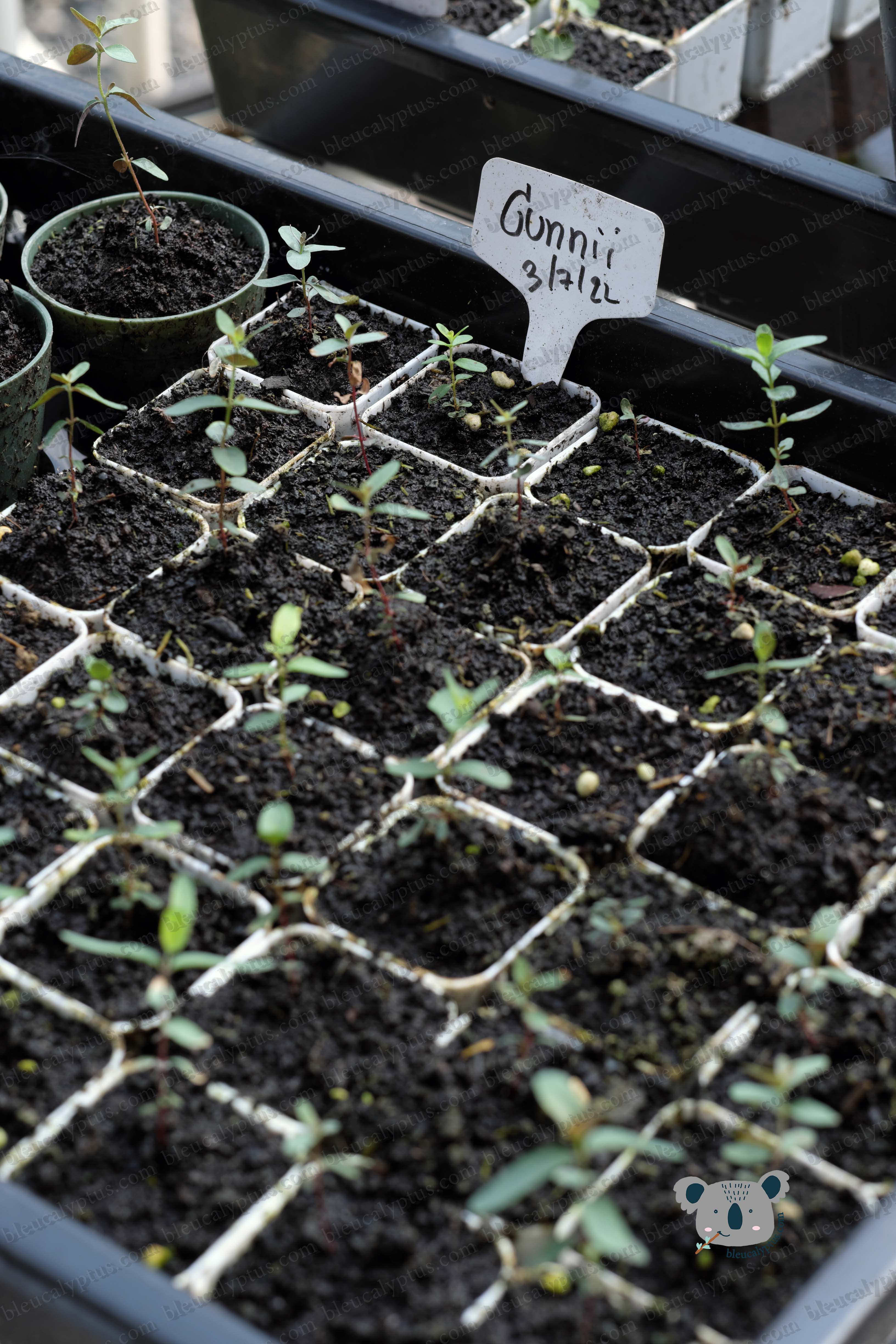Gunni Eucalyptus Seedling
