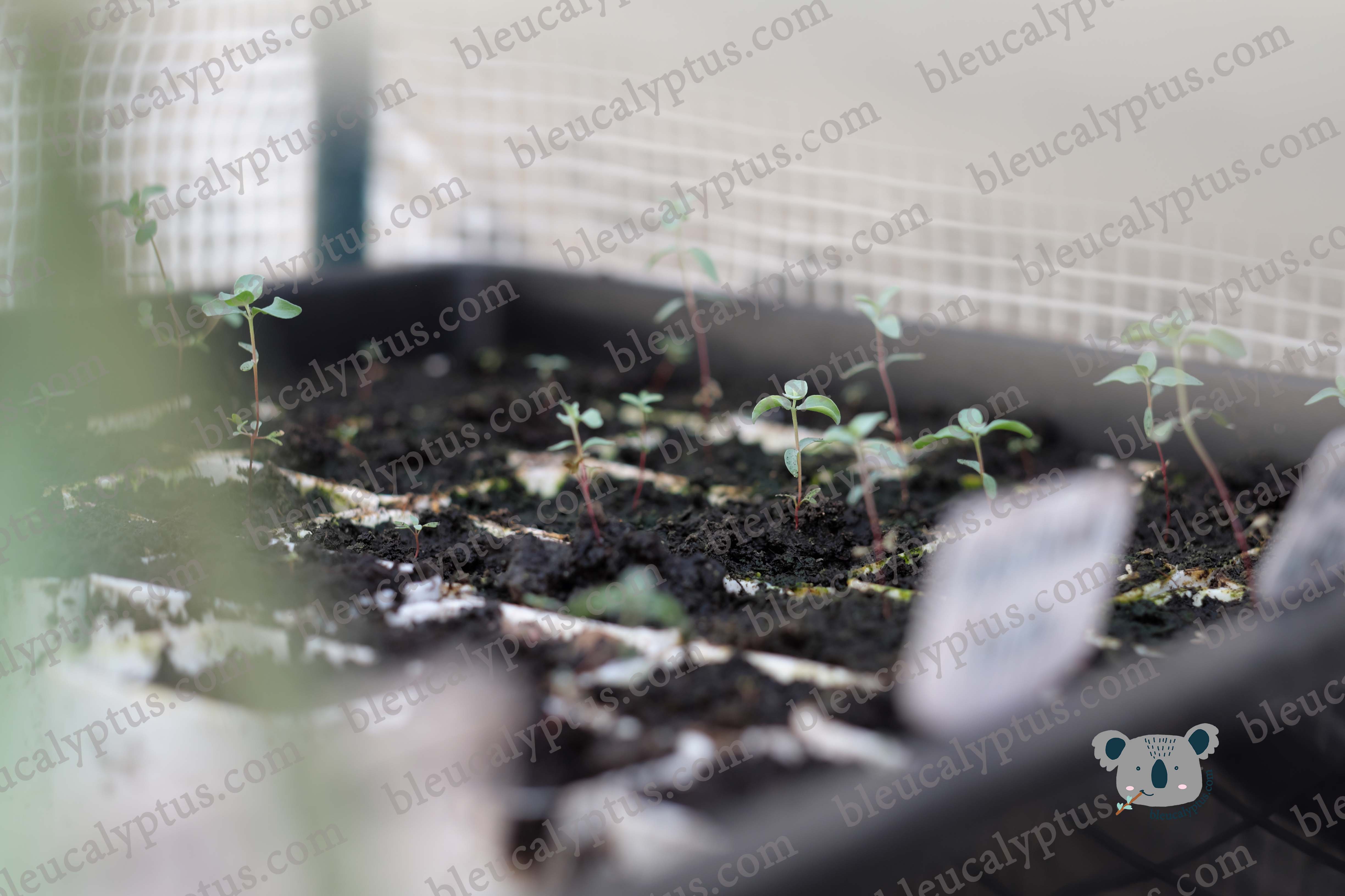 Kruseana Eucalyptus Seedling