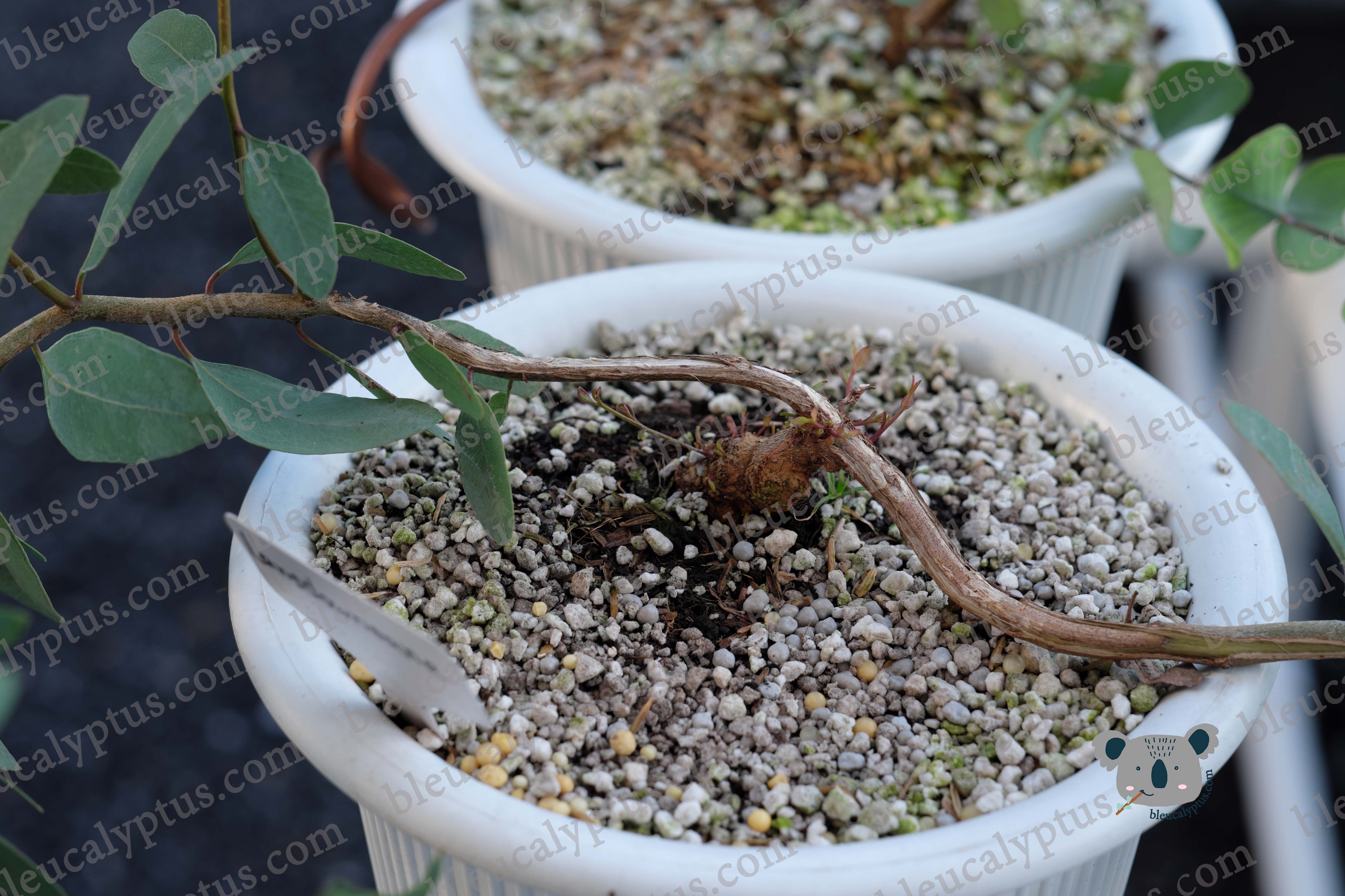 Lansdowneana Eucalyptus