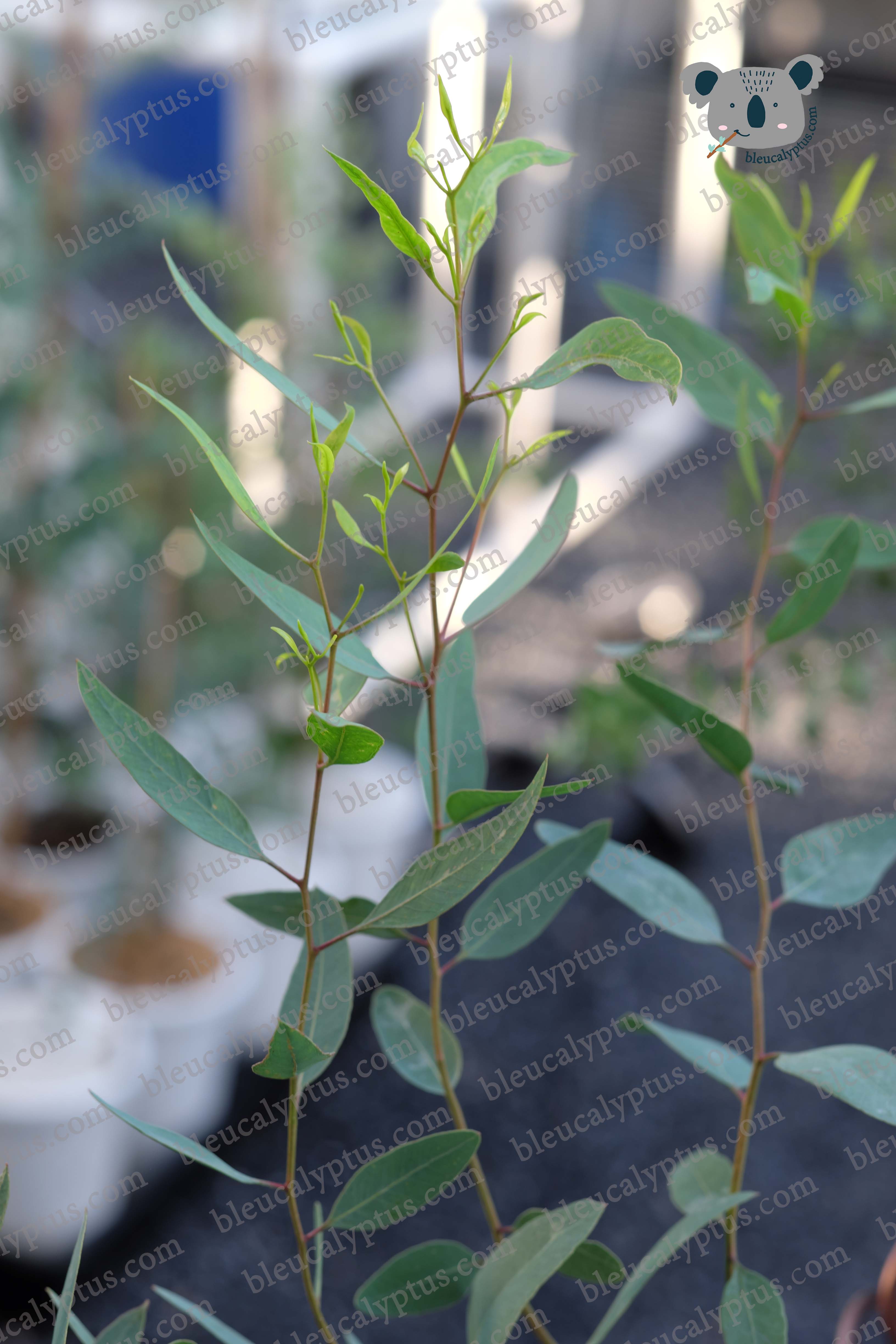 Lansdowneana Eucalyptus