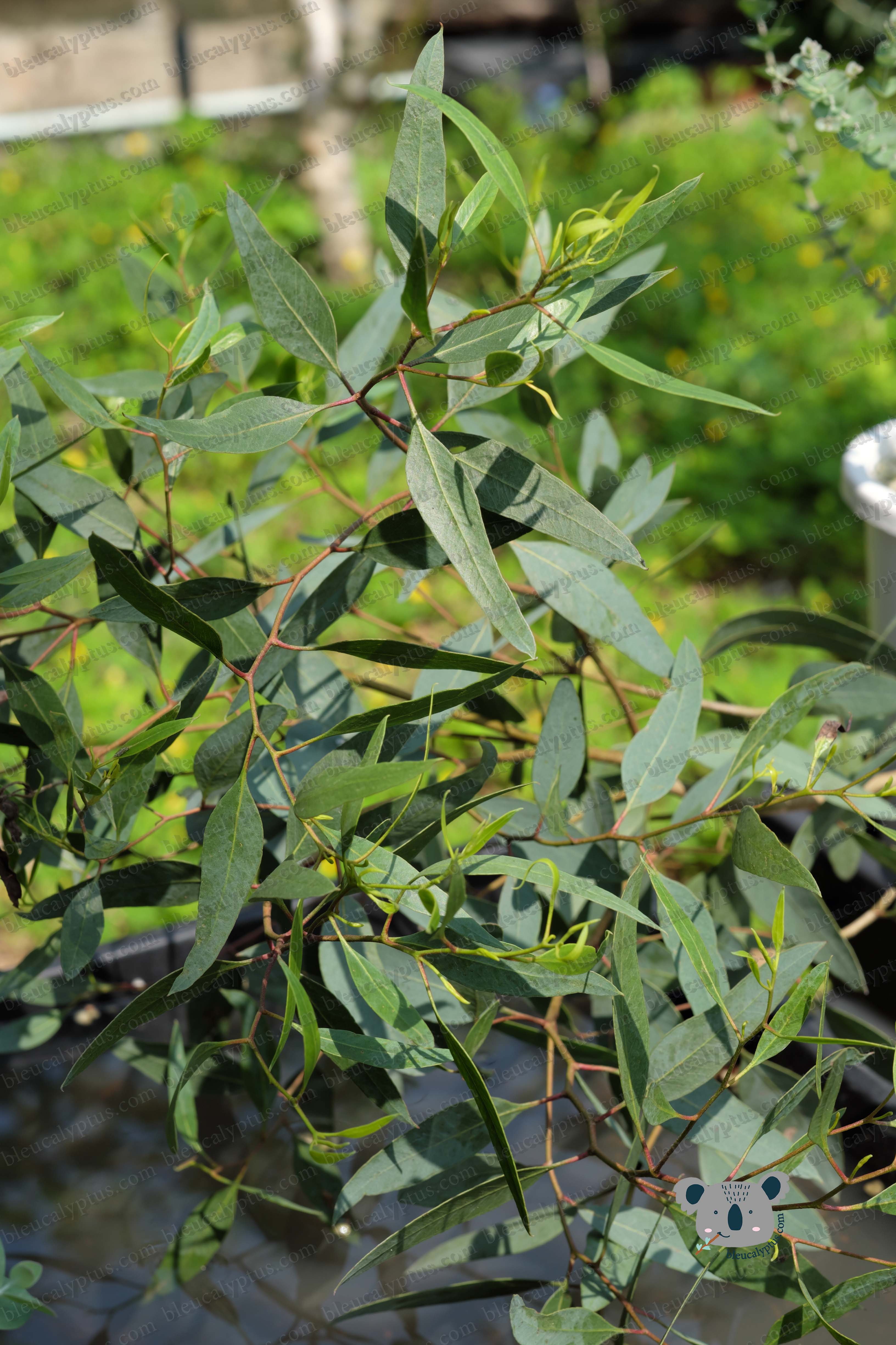 Lansdowneana Eucalyptus