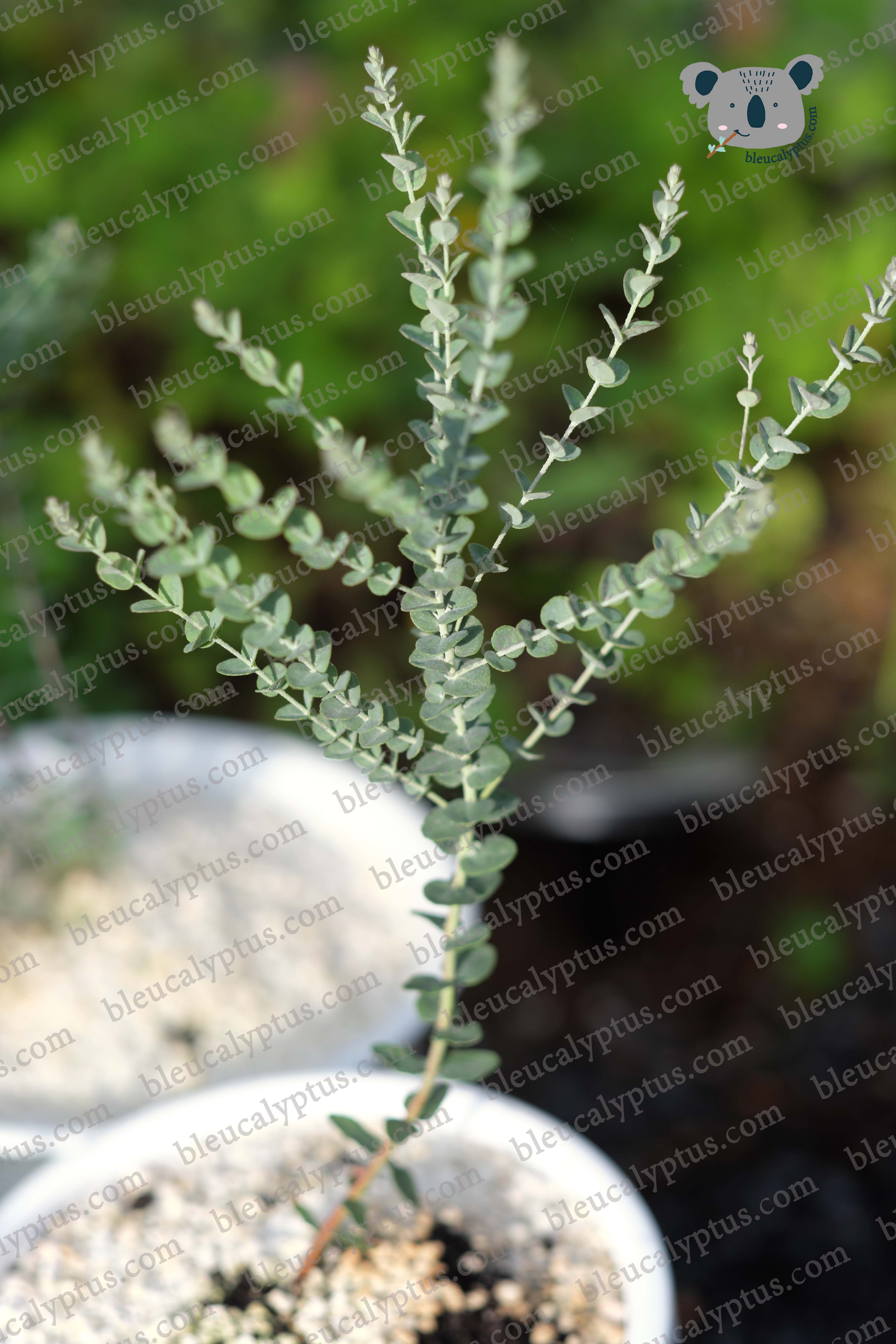 Moon Lagoon Eucalyptus