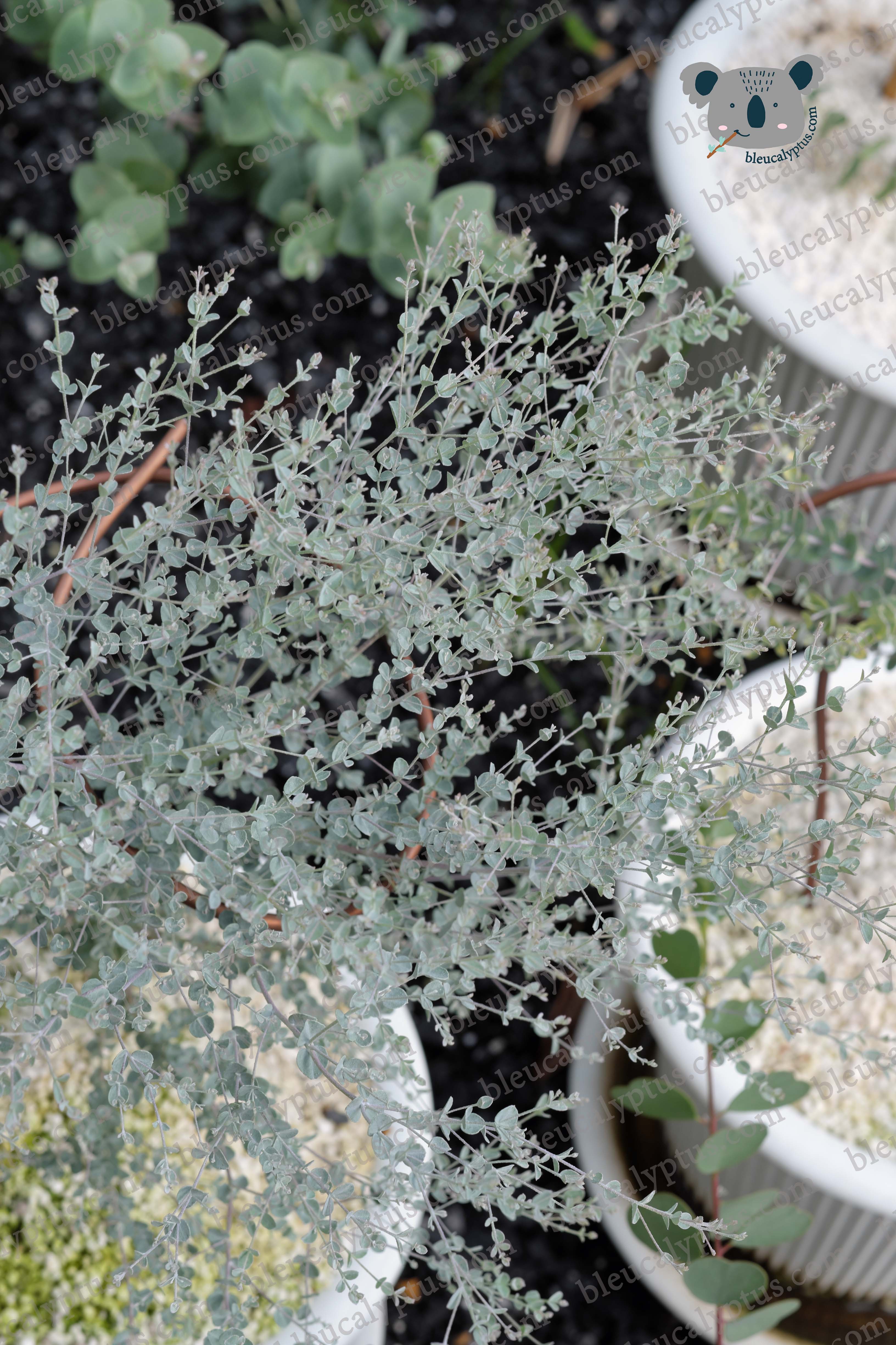 Bleu Moon Lagoon Eucalyptus