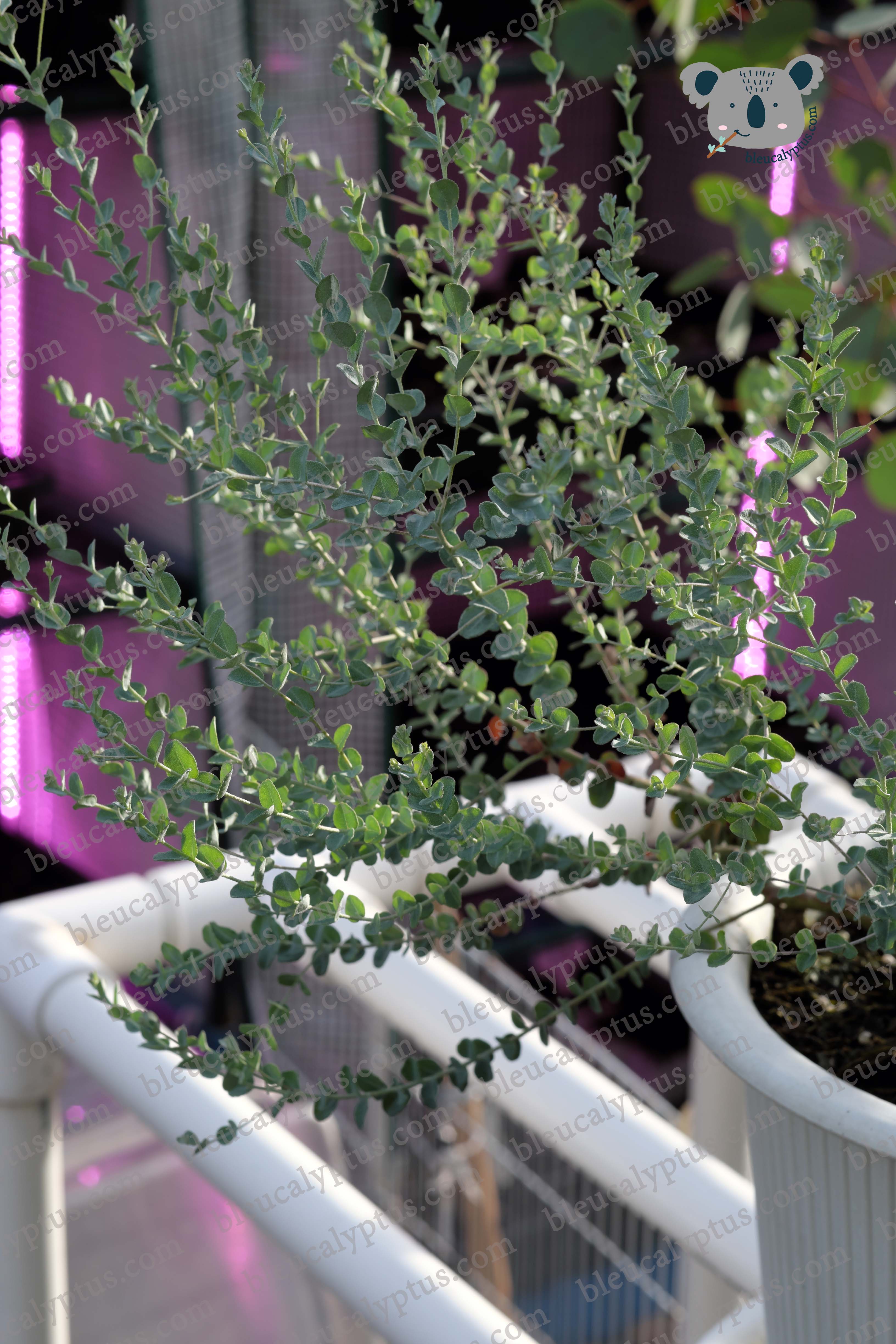 Moon Lagoon Eucalyptus