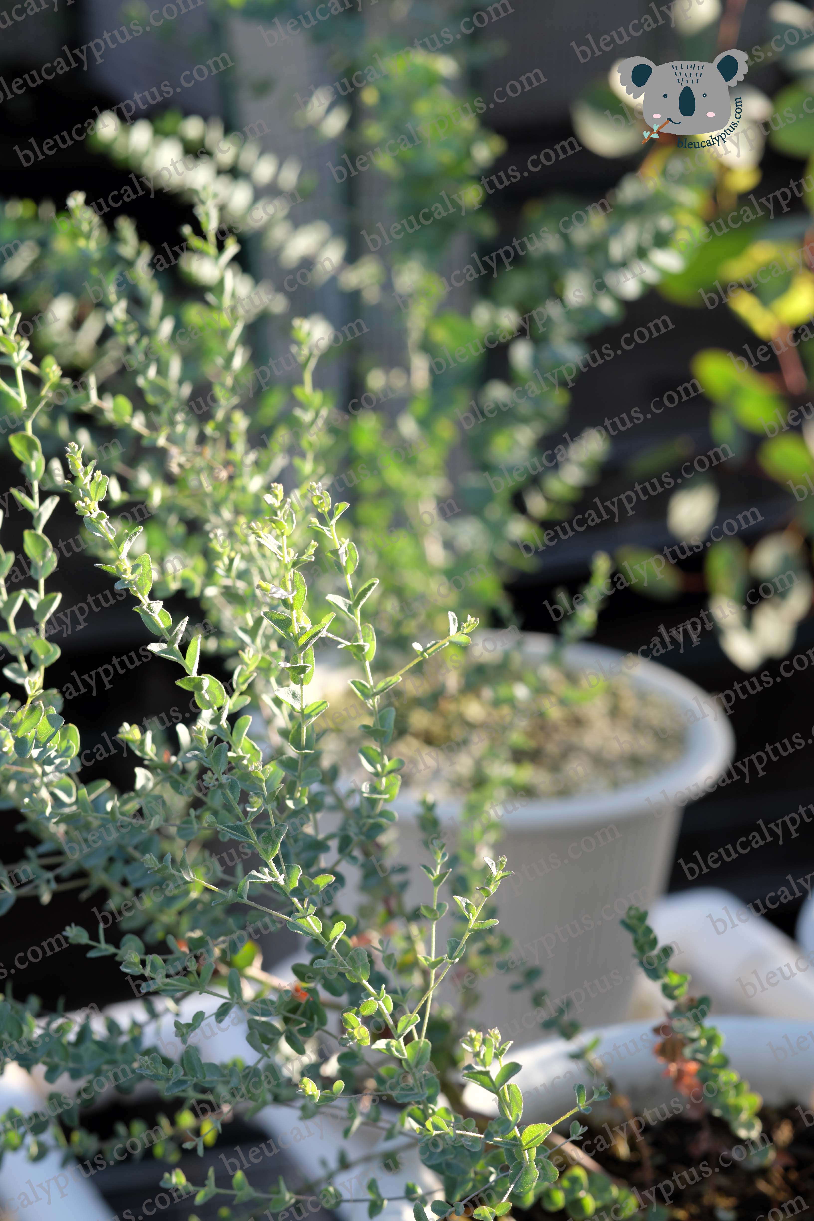 Moon Lagoon Eucalyptus