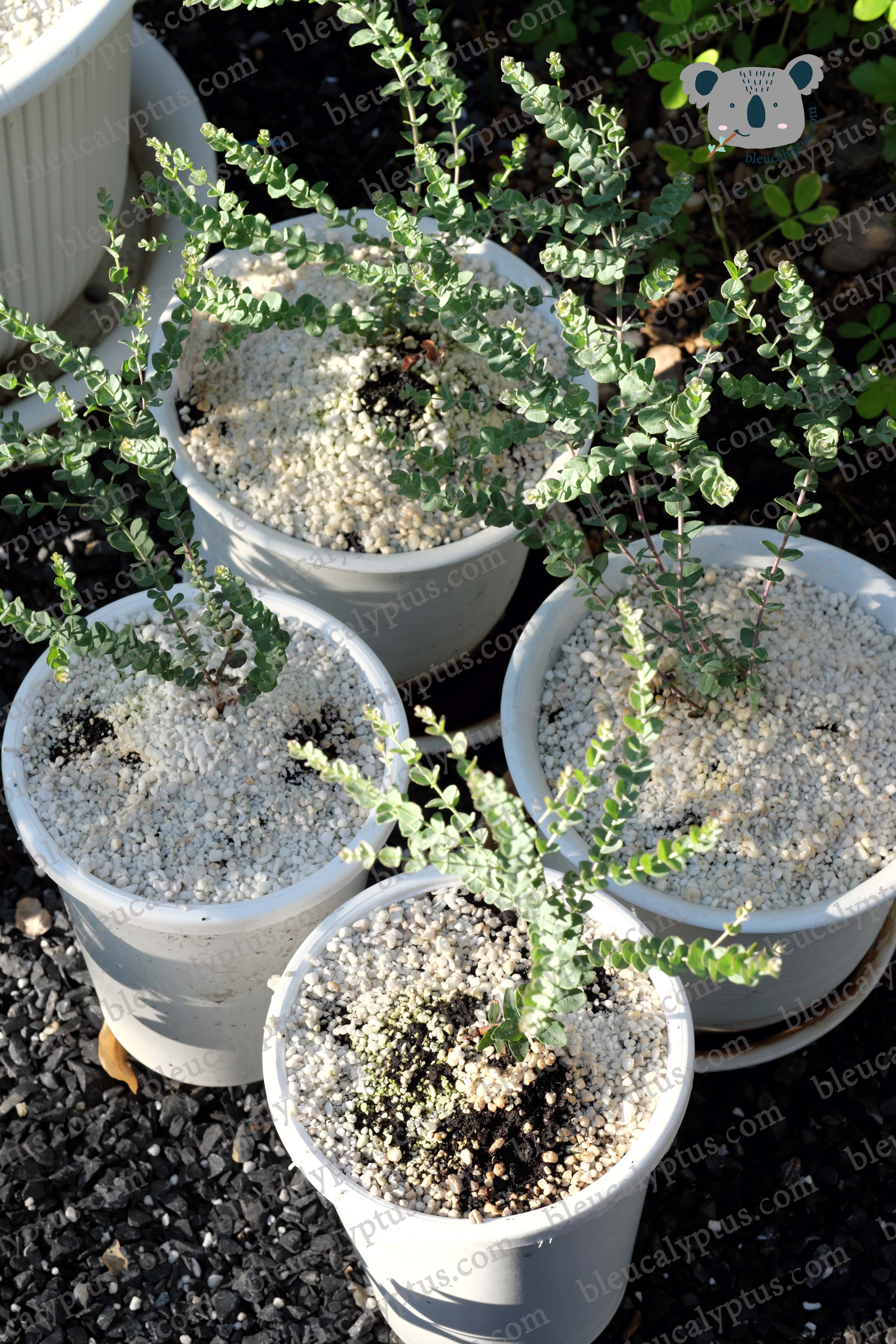 Moon Lagoon Eucalyptus