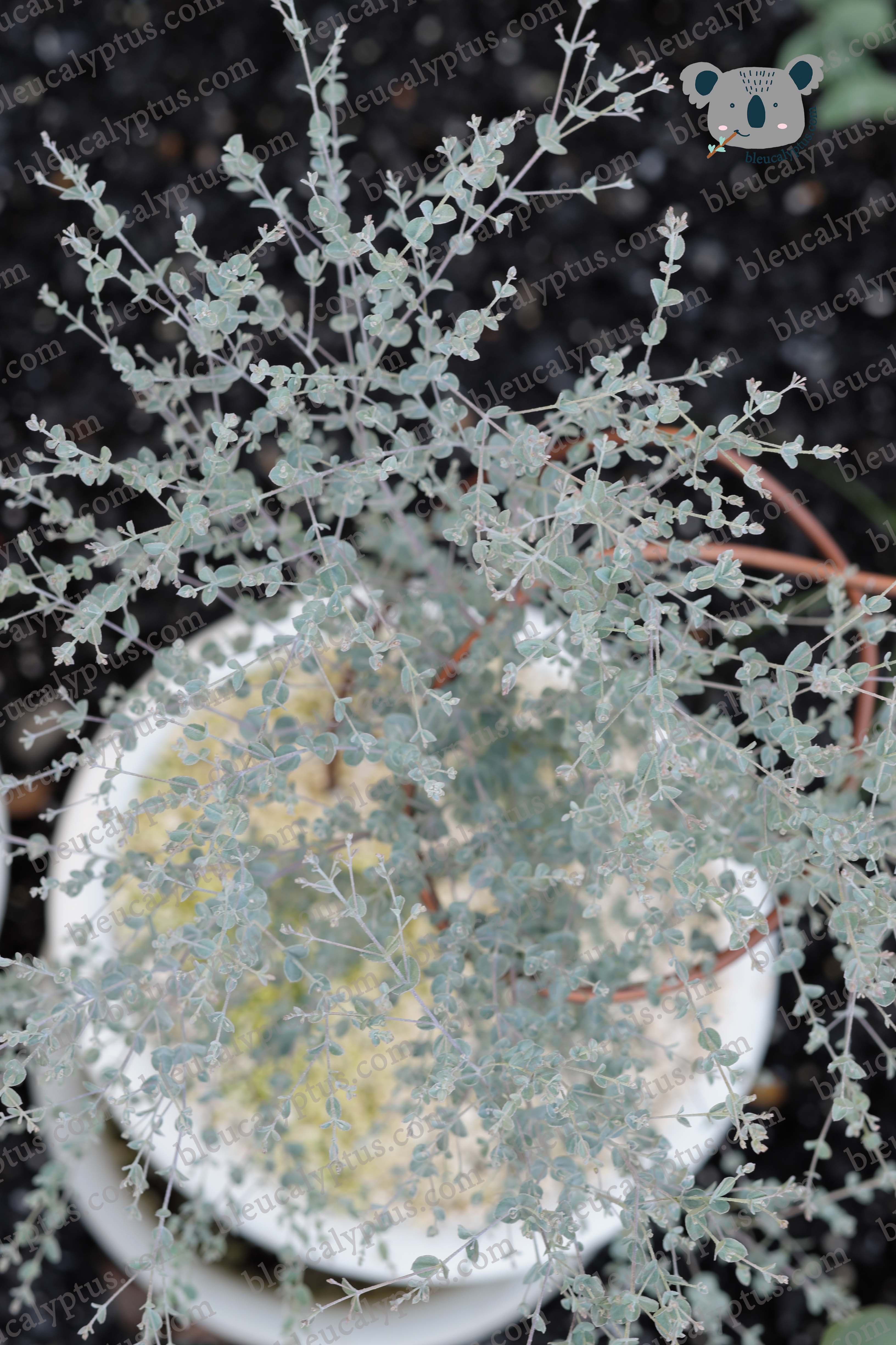 Bleu Moon Lagoon Eucalyptus