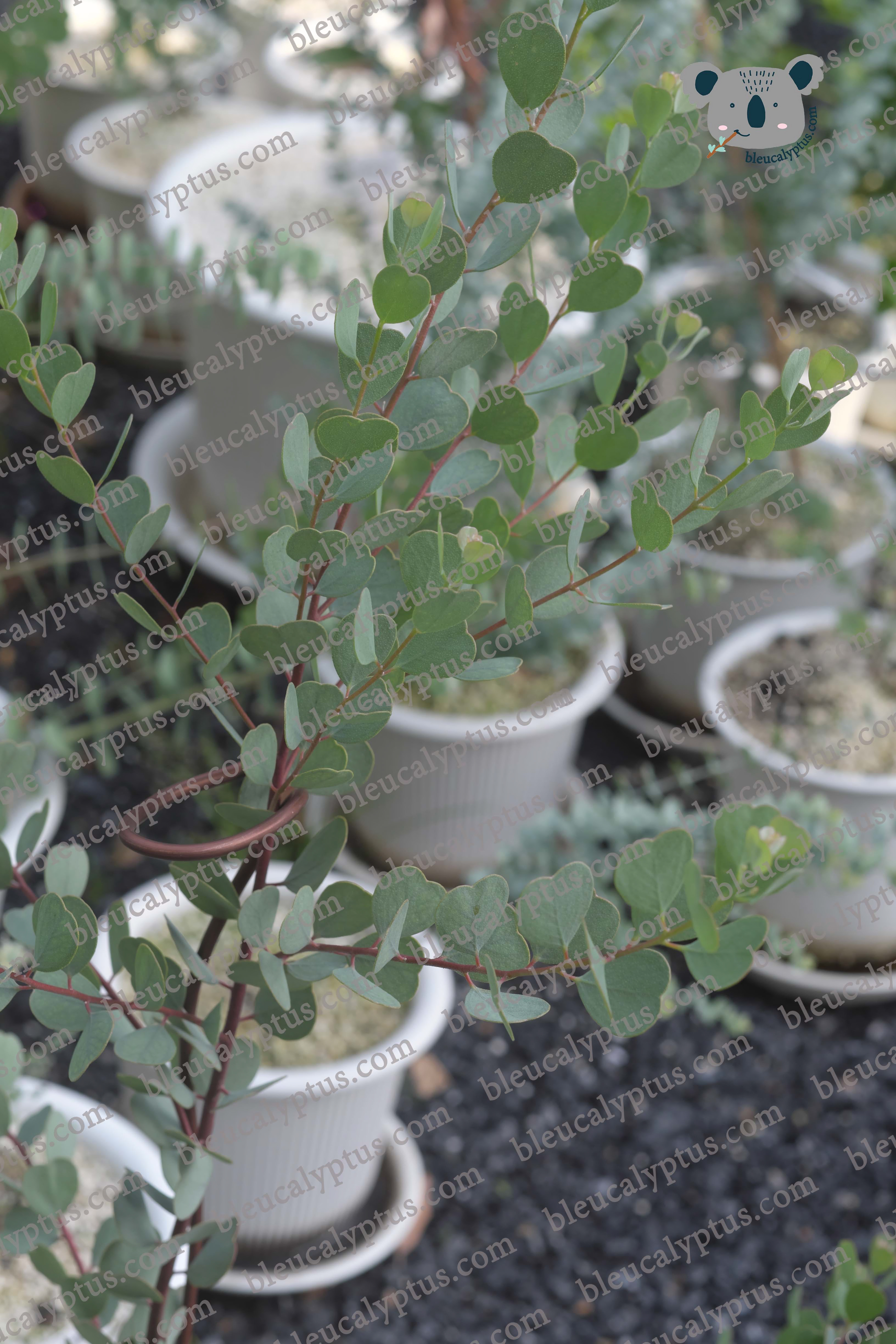 Websteriana Eucalyptus
