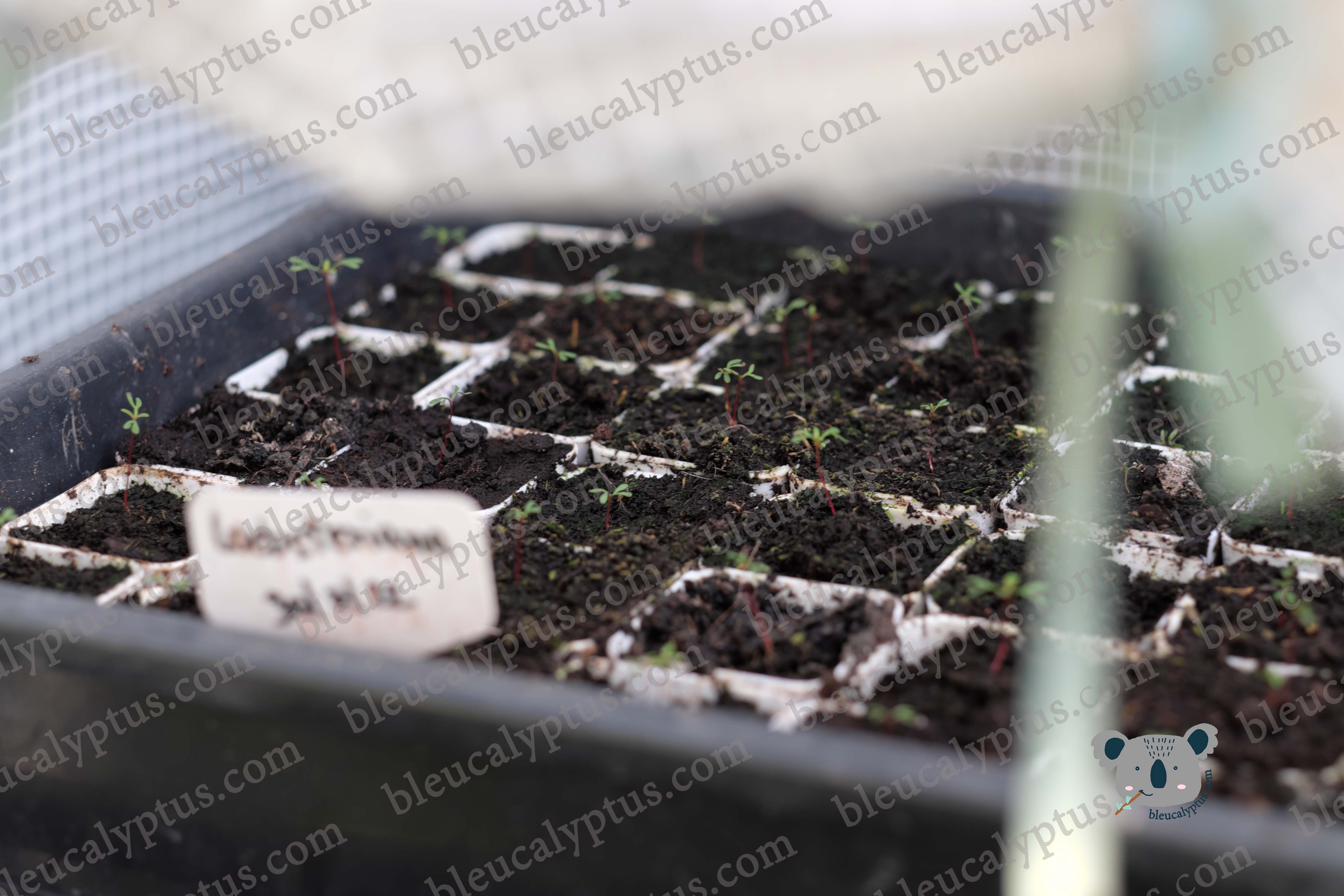 Websteriana Eucalyptus Seedling