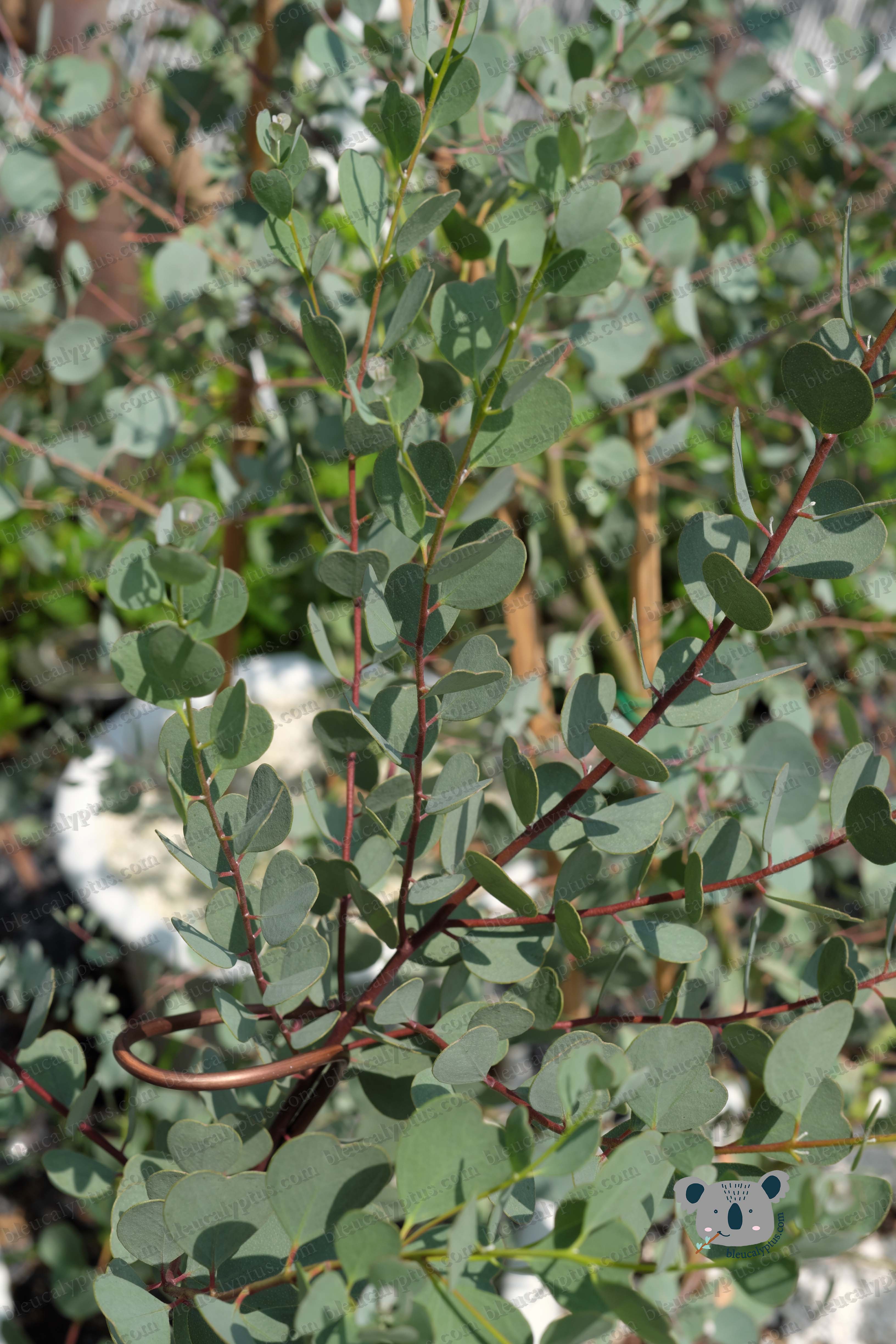 Websteriana Eucalyptus