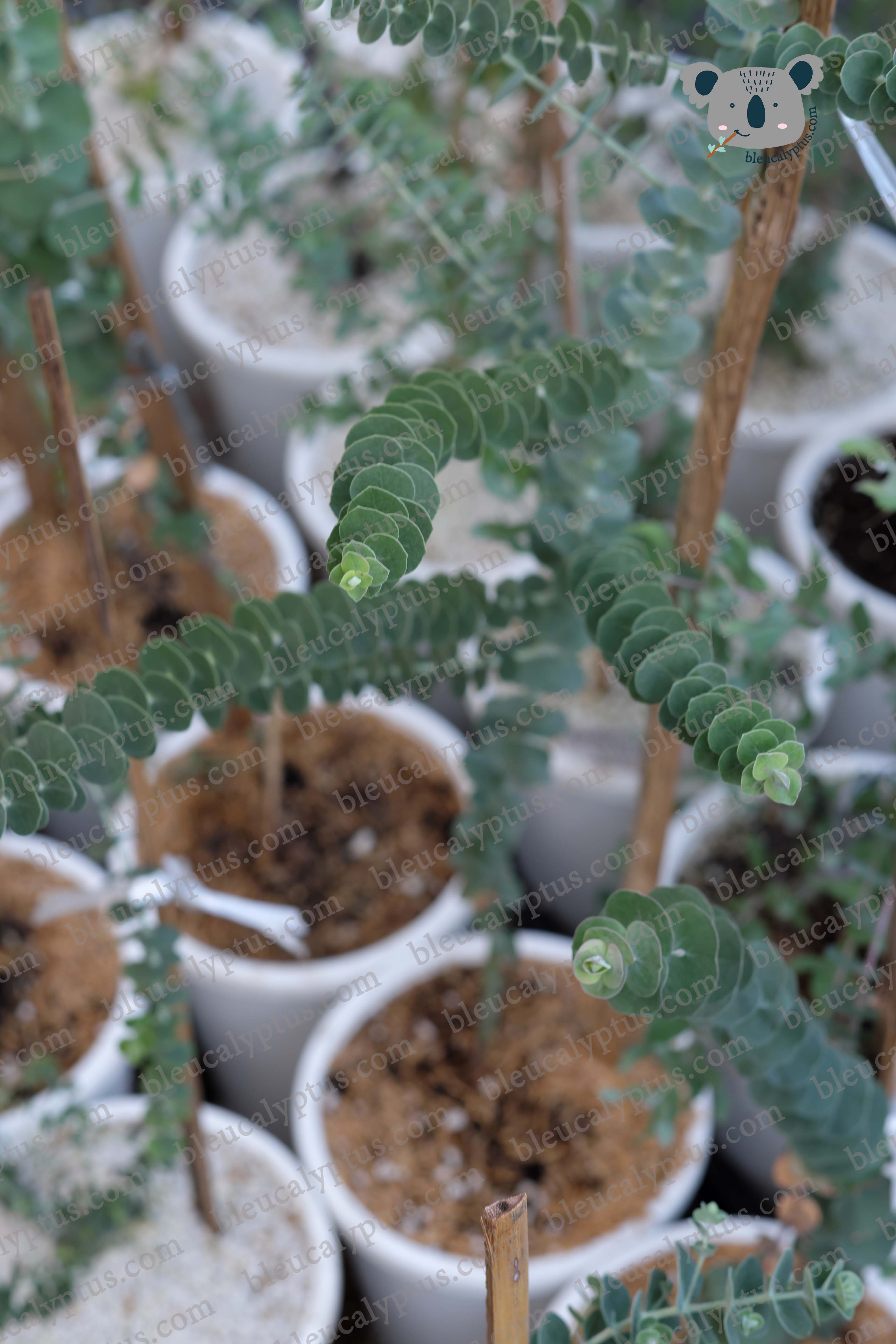 Baby Blue Eucalyptus