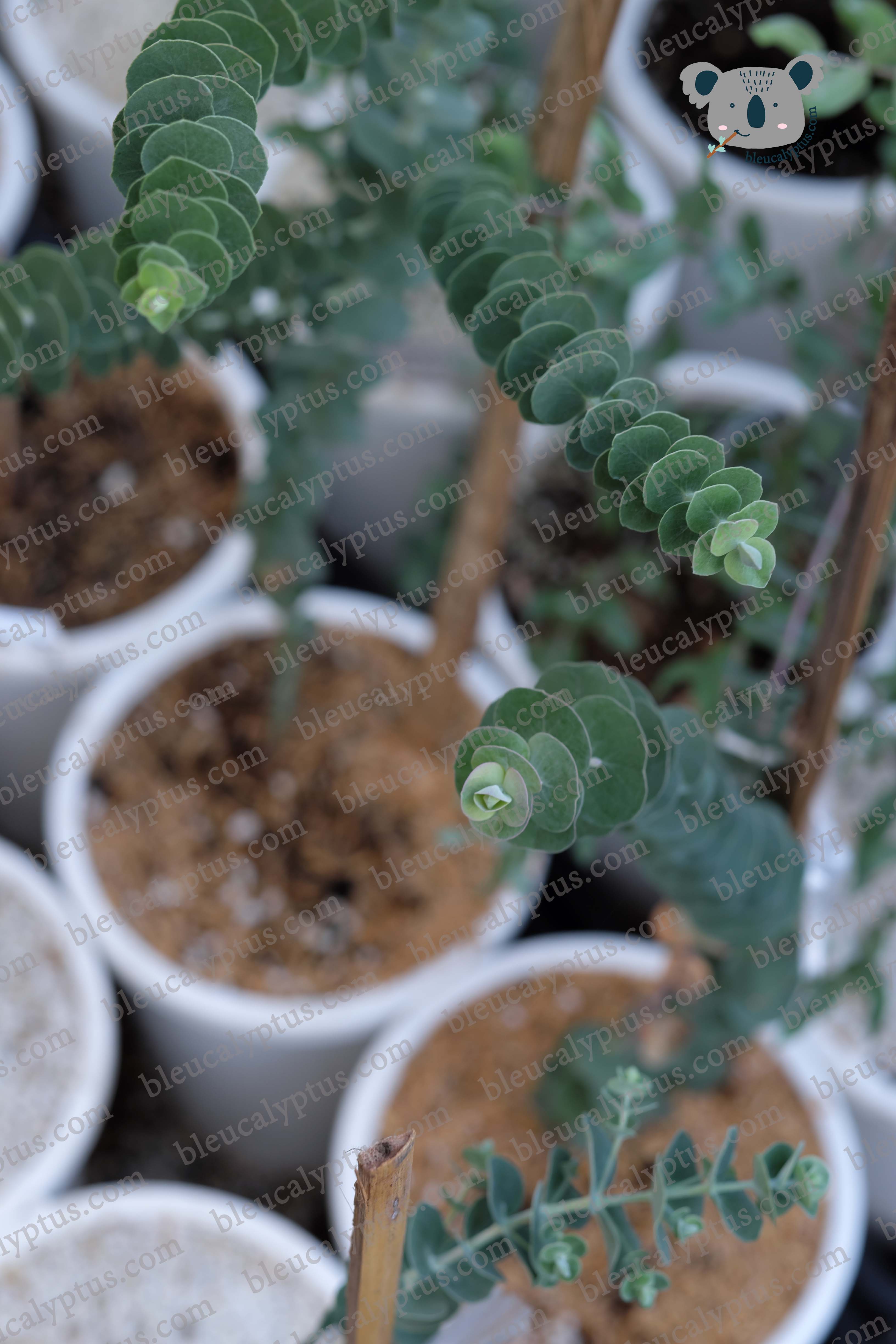 Baby Blue Eucalyptus