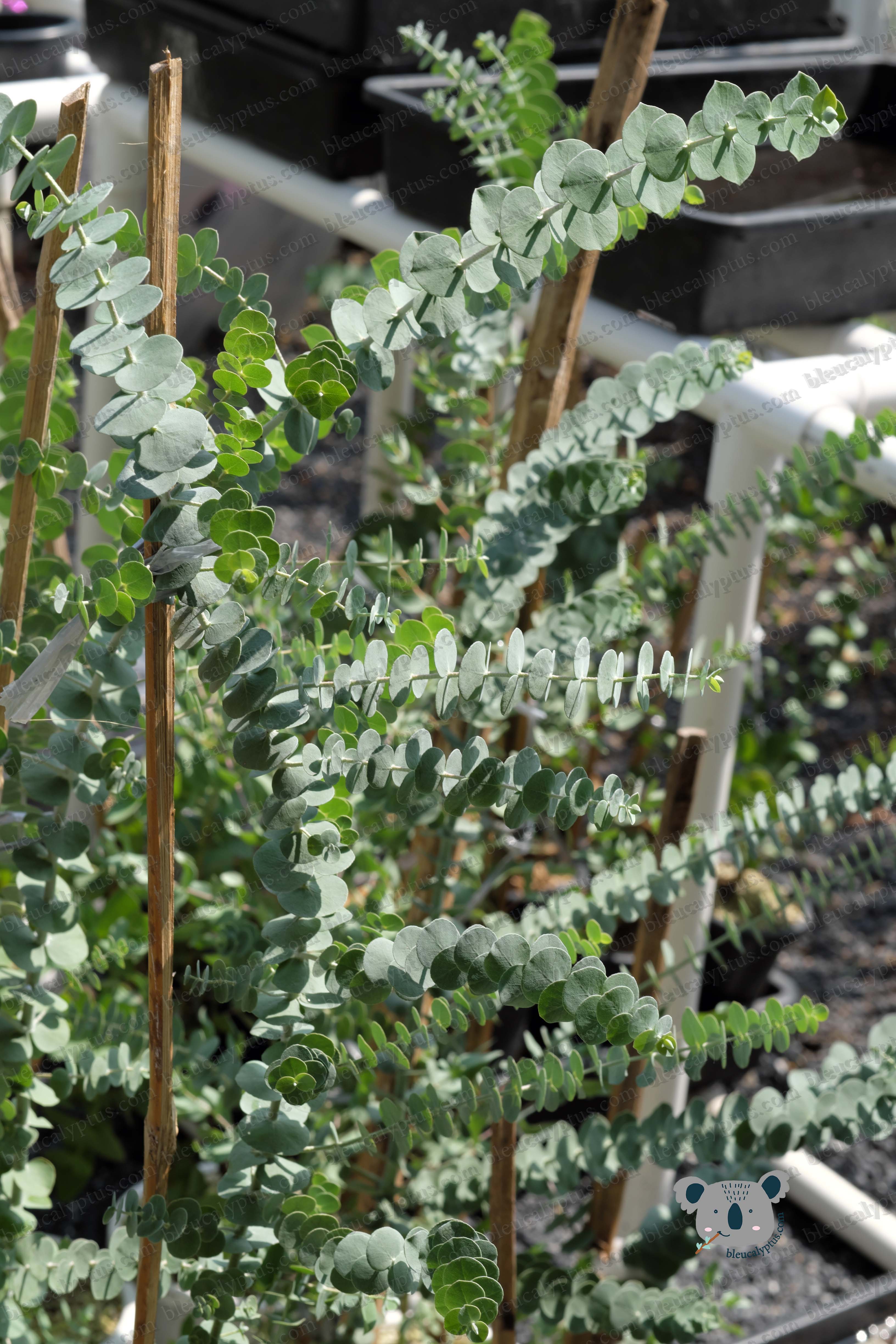 Baby Blue Eucalyptus