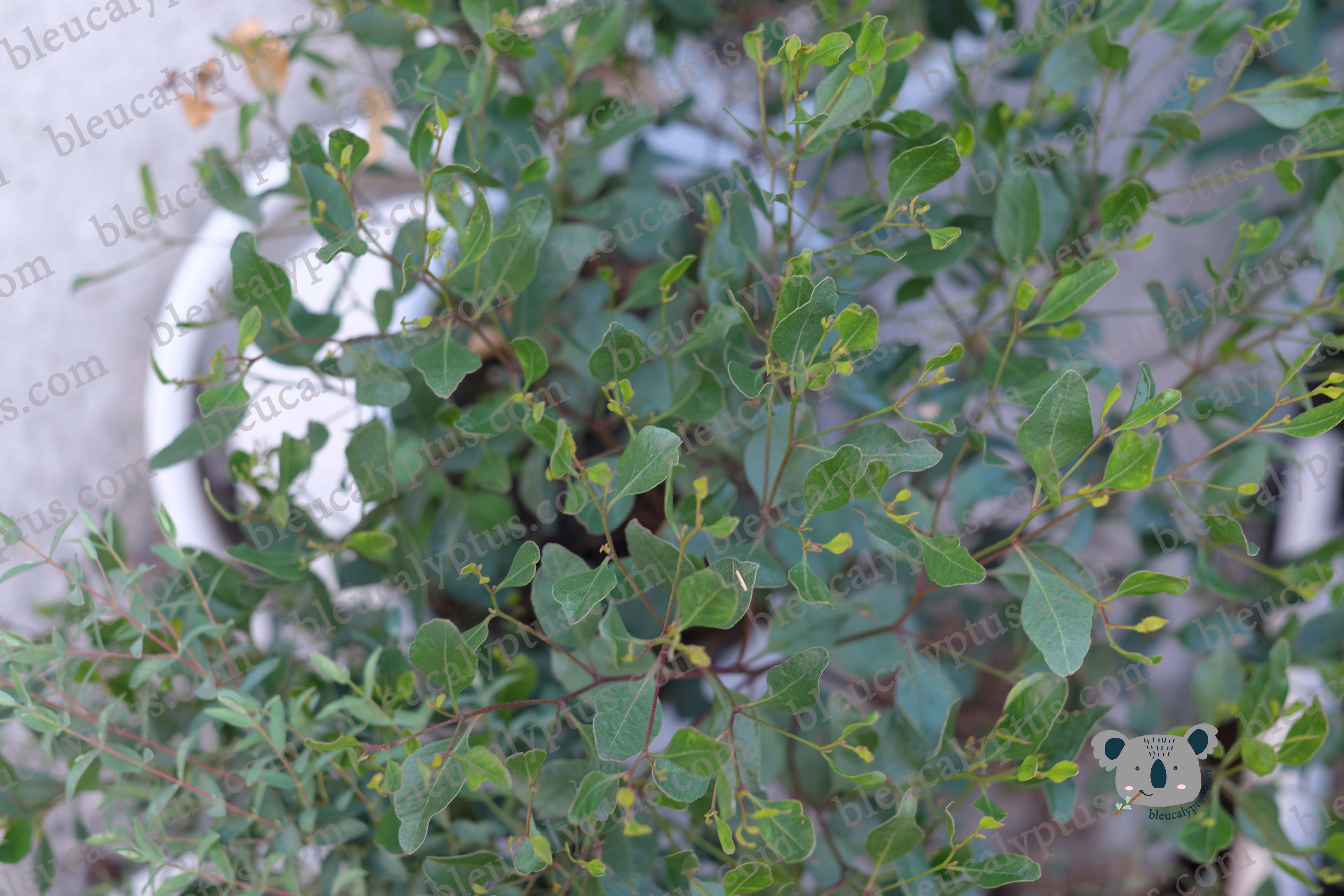 Platypus Eucalyptus 01