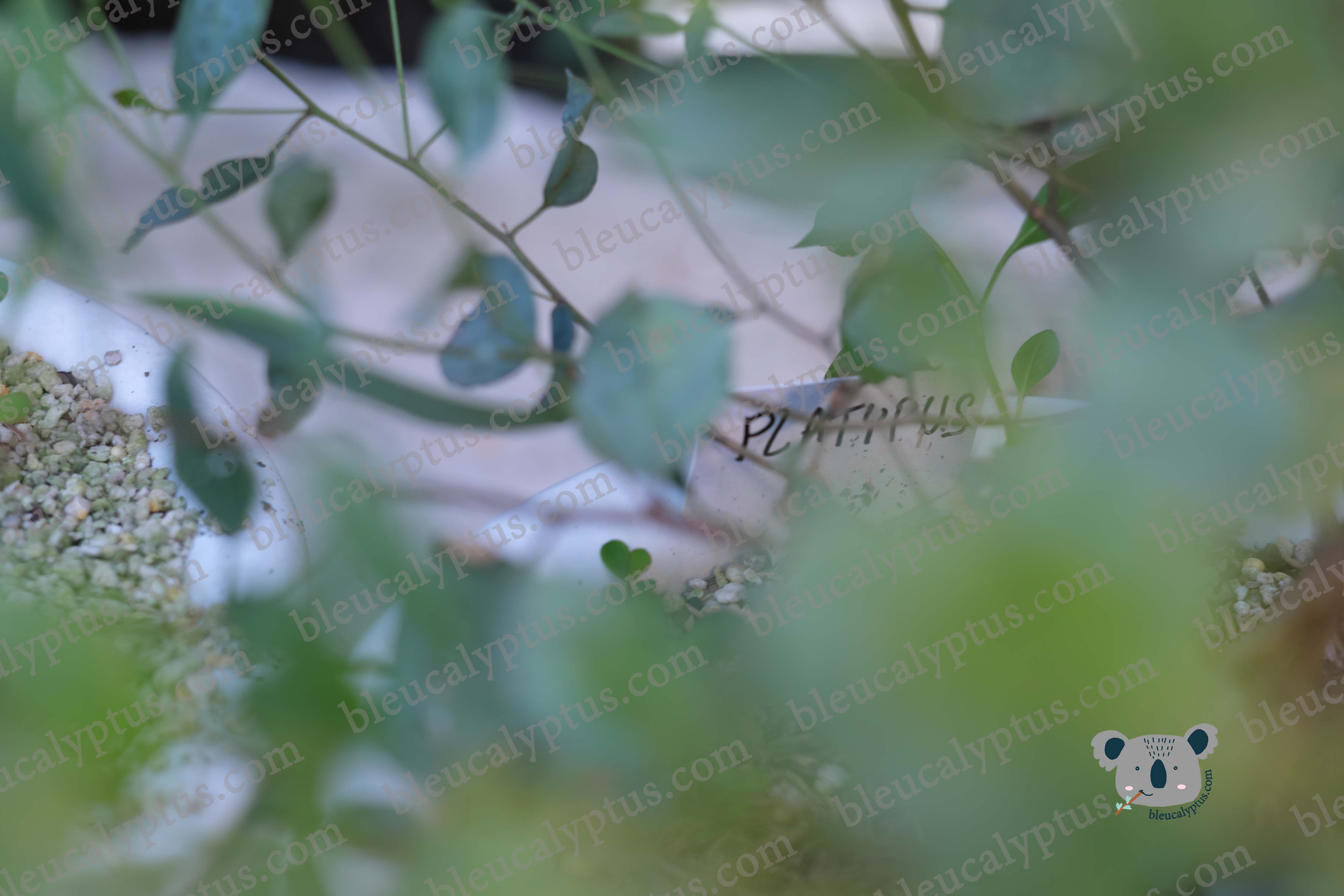 Platypus Eucalyptus 01